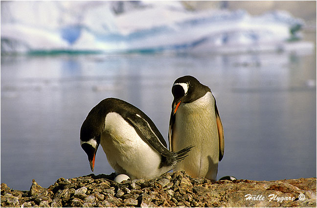 Gentoo Penguin - Nesting "Pygoscelis papua"  photography by Hälle Flygare