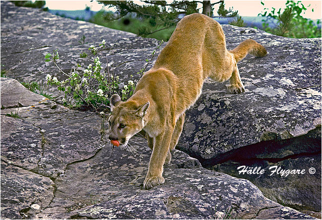 Cougar Female "Puma concolor" by Halle Flygare ©