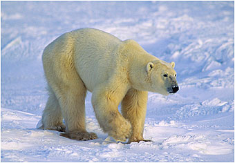 Hudson Bay Polar Bear by Halle Flygare  