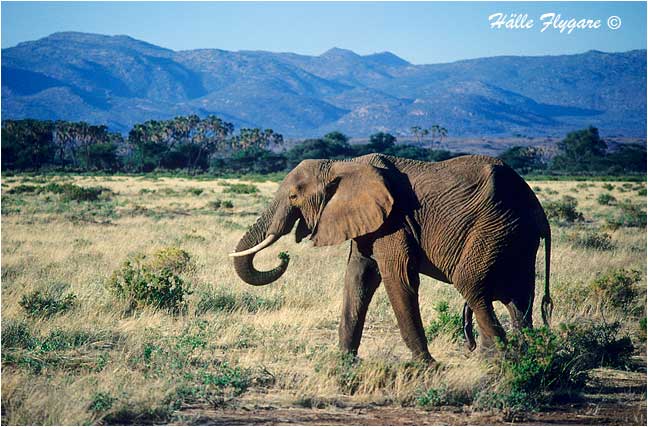Elephant by Halle Flygare &copy;