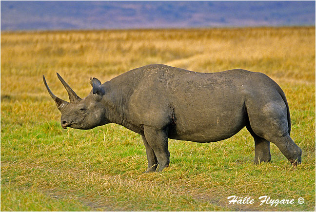 Rhino by Halle Flygare &copy;