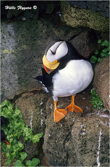 Horned Puffin "Fratercular corniculata"  photography by H&auml;lle Flygare