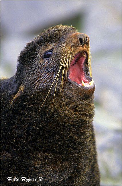 Northern Fur Seal "Callorhinus ursinus"  photography by H&auml;lle Flygare