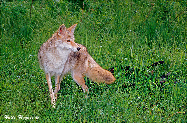 Coyote - Canis Laterns - Halle Flygare &copy;