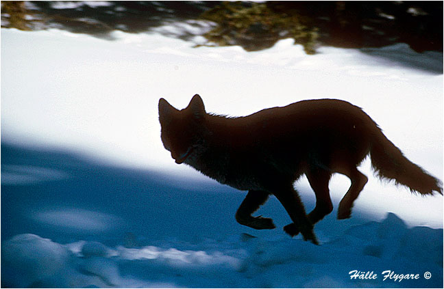 Coyote - Canis Latrans - Halle Flygare &copy;
