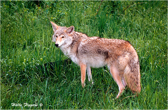 Coyote - Canis Latrans - Halle Flygare &copy;