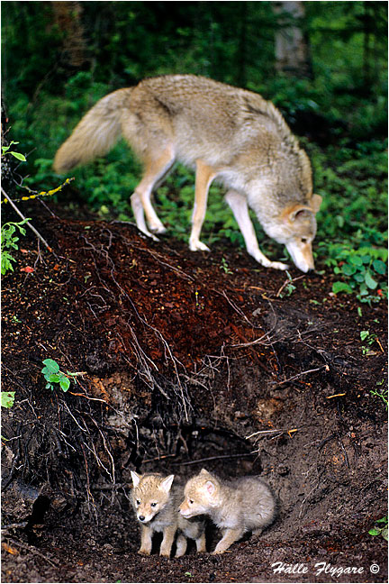 Coyote Female with Pups - Canis Latrans - Halle Flygare &copy;