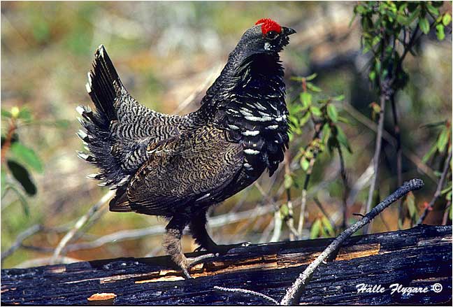 Spruce Grouse - Male "Falcipennis canadensis"  photography by H&auml;lle Flygare