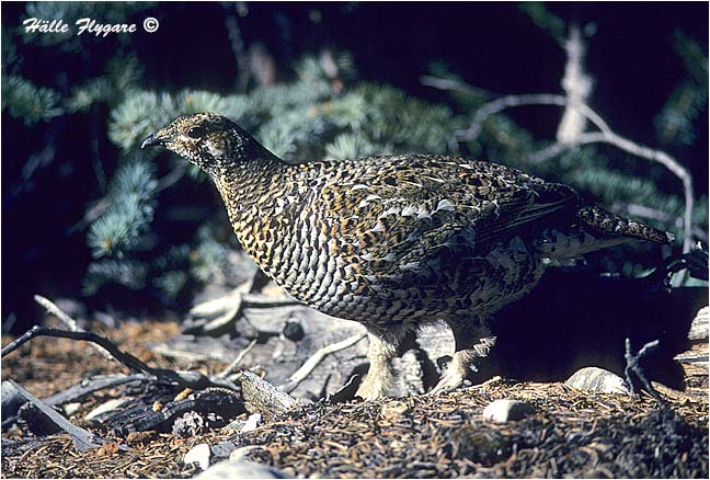 Spruce Grouse - Female "Falcipennis canadensis"  photography by H&auml;lle Flygare