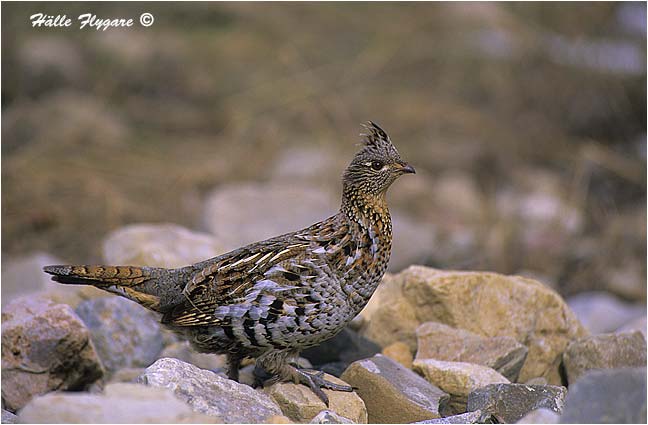 Ruffed Grouse "Bonasa umbellus"  photography by H&auml;lle Flygare