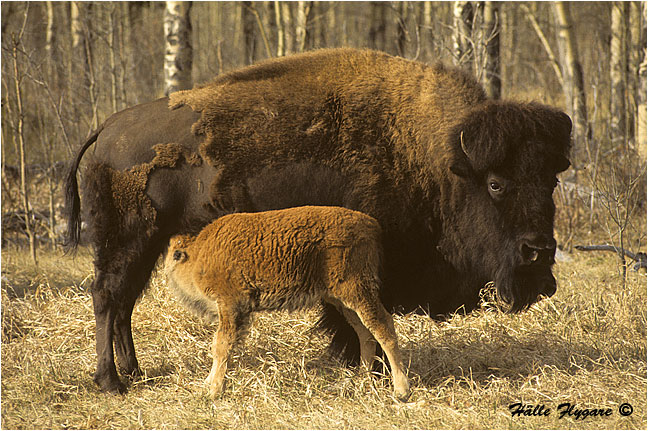 Prairie Buffalo with Calf "Bison bison"  photography by H&auml;lle Flygare