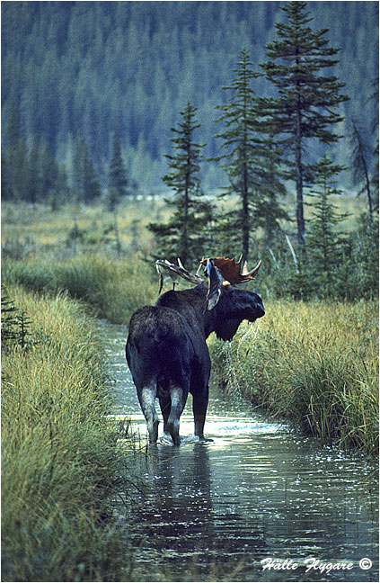 Bull Moose "Alces alces" photography by H&auml;lle Flygare