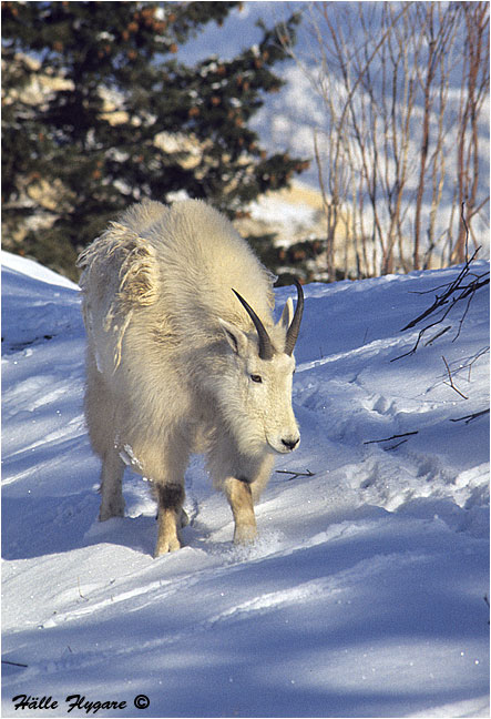 Mountain Goat Billy "Oreamnos americanus"  photography by H&auml;lle Flygare