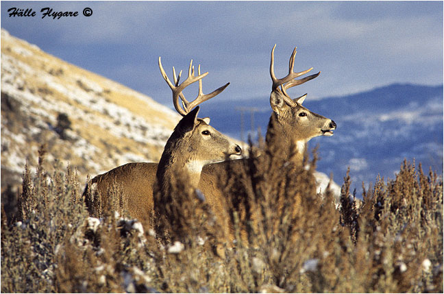 White-tailed Deer Bucks "Odocoileus virginianus" photography by H&auml;lle Flygare