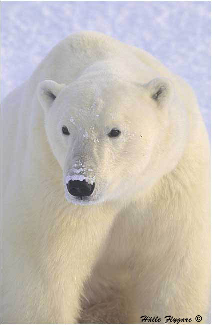 Polar Bear - Male "Ursus maritimus"  photography by H&auml;lle Flygare